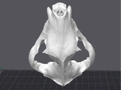 Tasmanian Devil (Skull)