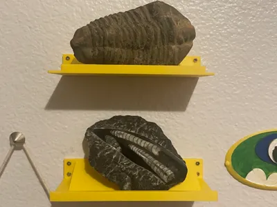 Fossil Display Shelf (4.5inch maximum length)