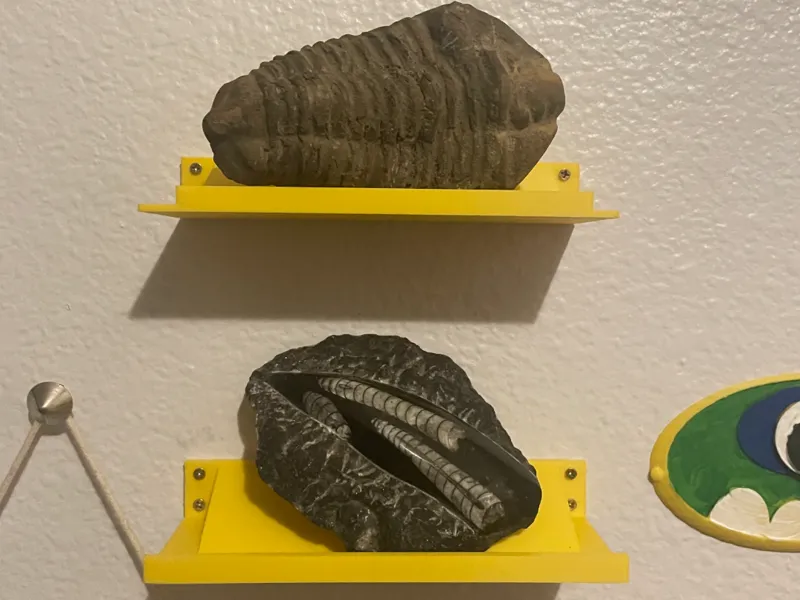 Fossil Display Shelf (4.5inch maximum length)