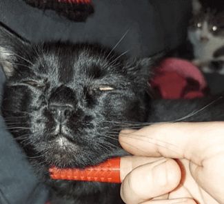 Itchy Fingers - Cat Scratcher / Grooming Brush