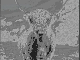 Highland Cow Portriat
