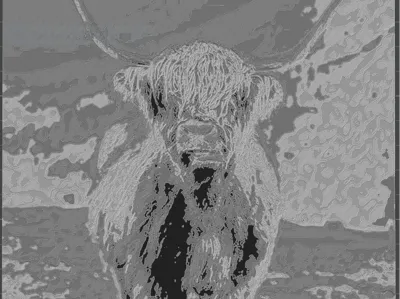 Highland Cow Portriat
