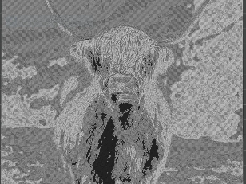 Highland Cow Portriat