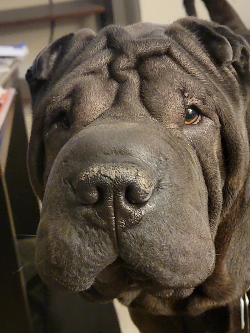 sharpei hueforge