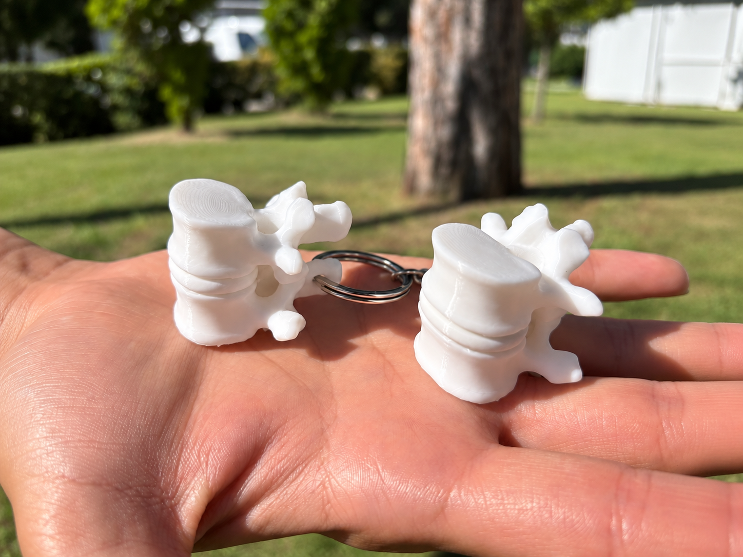 Anatomical Vertebra & Intervertebral Disc Keychain - 1