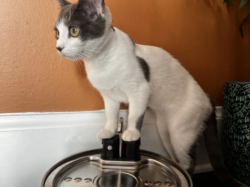 KittySpout Control Cover
