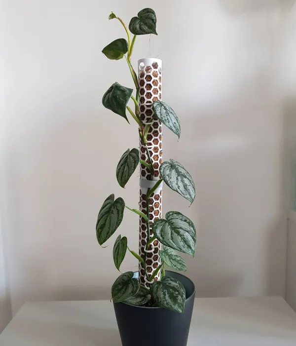 Tuteur modulaire rigide pour plantes