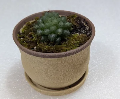 Small Succulent Pot 