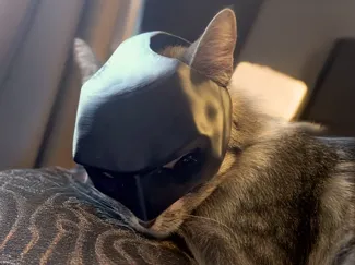 ghotam cat (GHOTAM KITTY) CAT MASK BATMAN