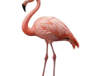 FLEMINGO BIRD