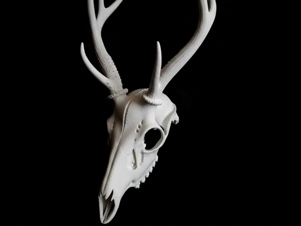 https://makerworld.bblmw.com/makerworld/model/USf1c1484dac3334/design/8ef8b557dfa1636a.png