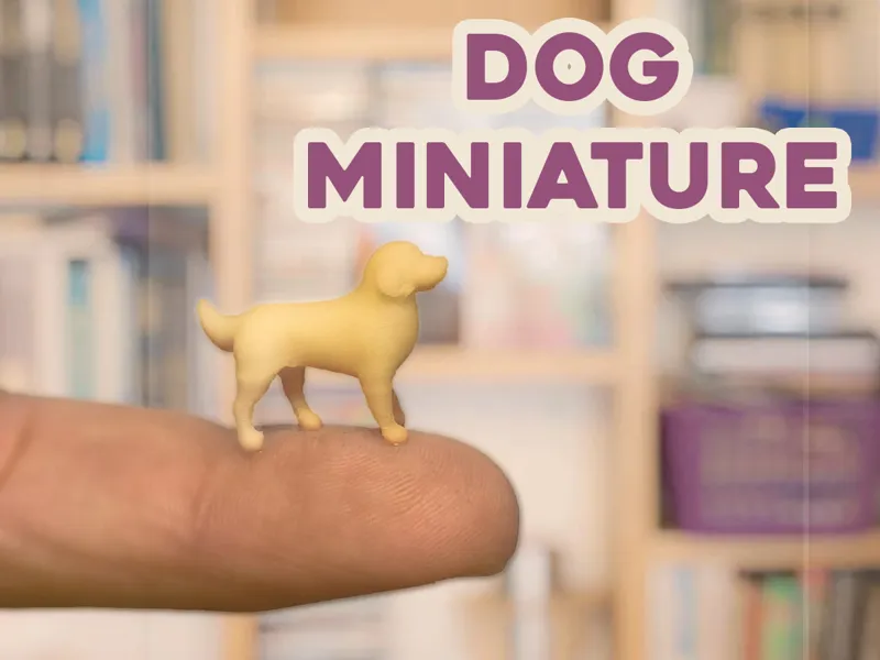 Dog Miniature