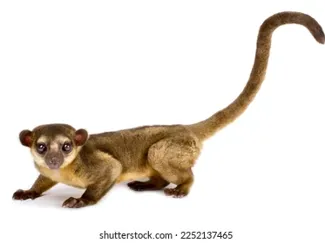 Cute Kinkajou