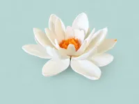 Water Lily Two Colours - 0.2mm layer, 2 walls, 15% infill 