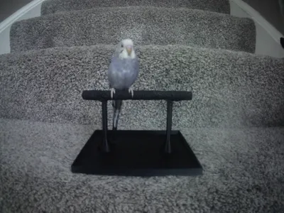 bird perch with tray.