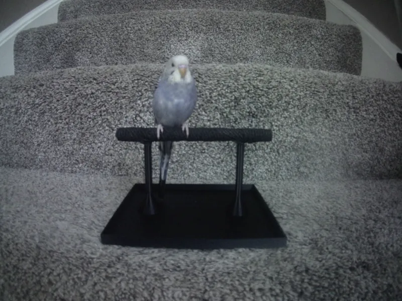 bird perch with tray.