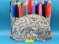 Panneau éducatif du cerveau à colorier — photo 3