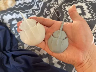 Horseshoe Crab