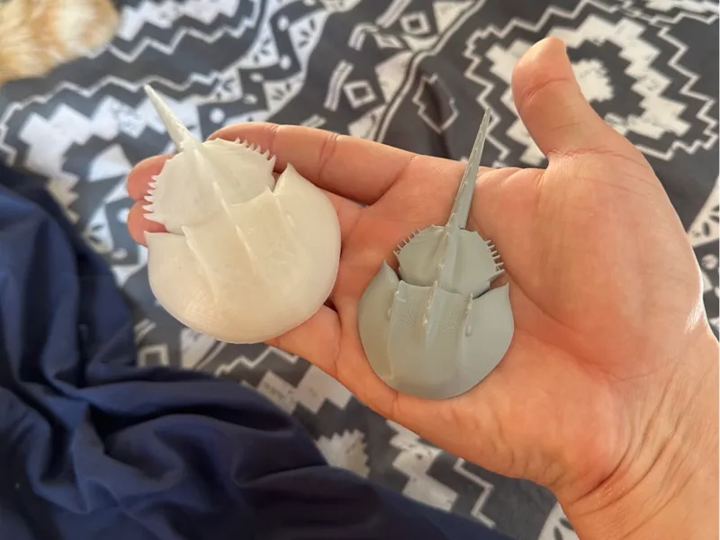 Horseshoe Crab