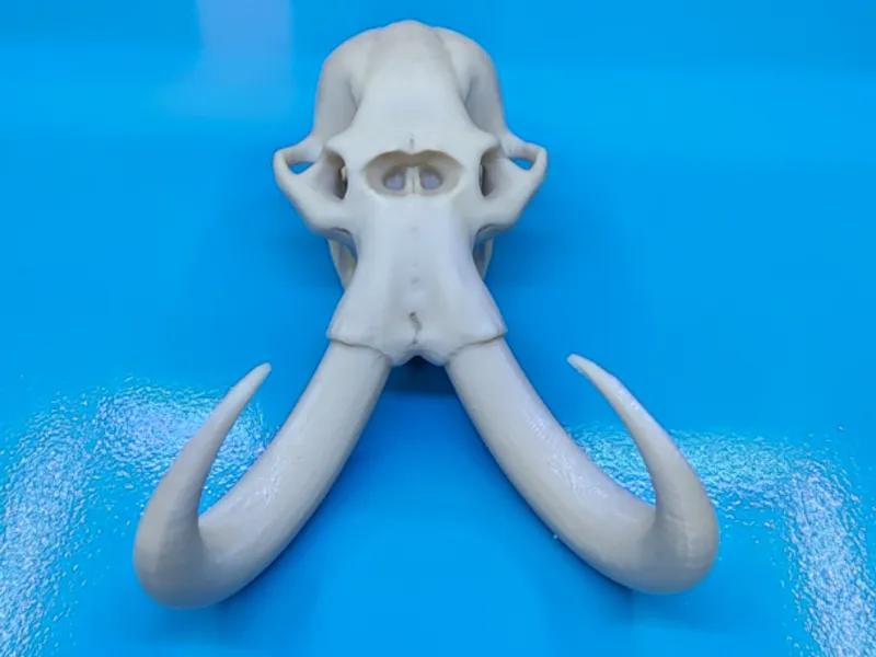 Mammoth Skull