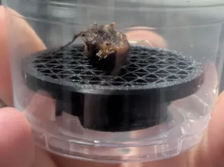 Alocasia Corm Riser (Vapor Method For Rooting)