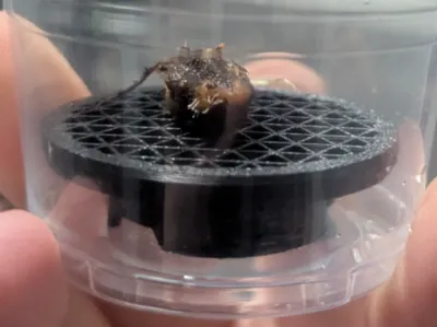 Alocasia Corm Riser (Vapor Method For Rooting)