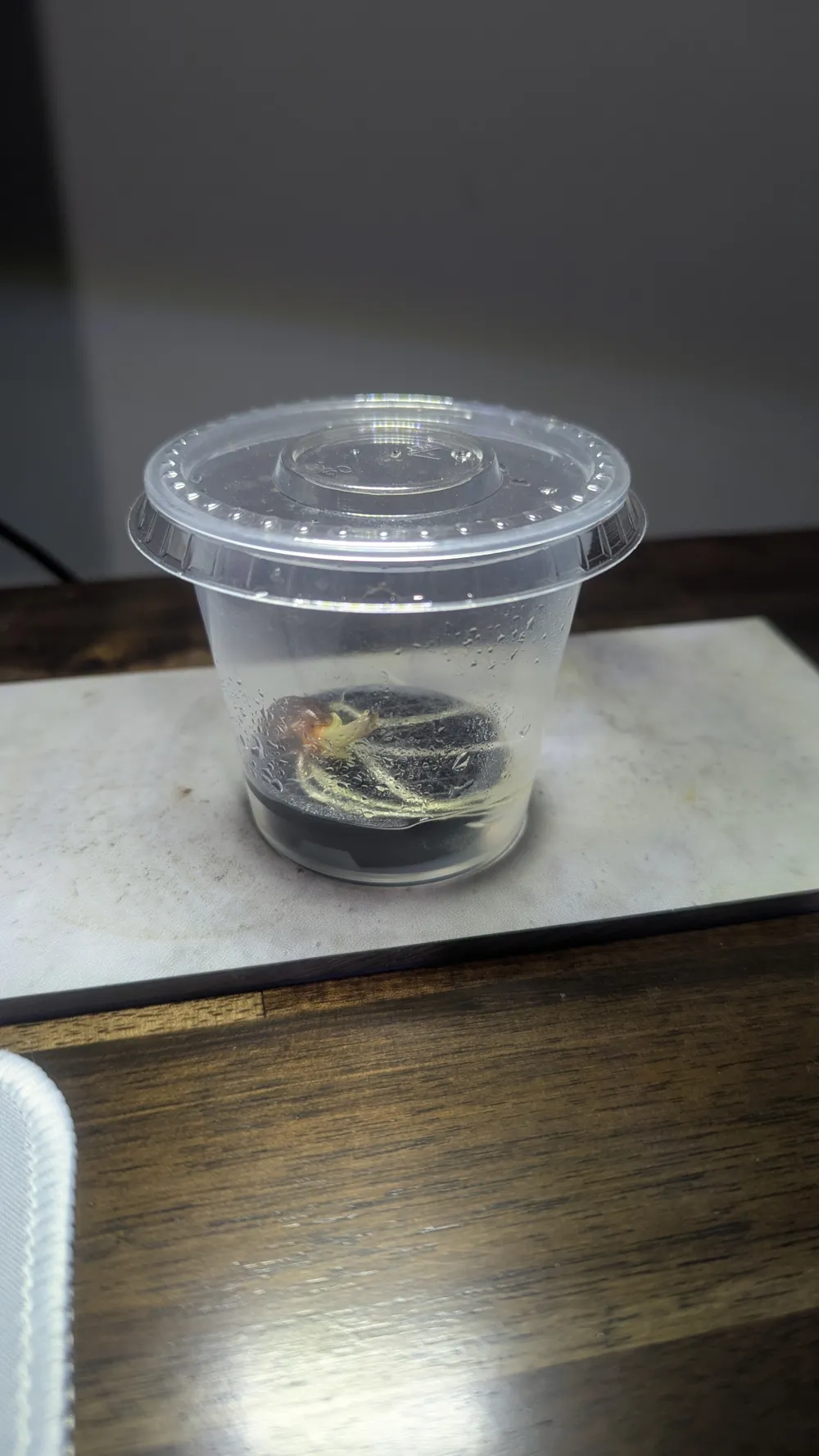 Corm Riser Alocasia Corm Riser (Vapor Method For Rooting) - Free 3D Print Model ...