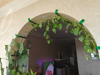Arch wall support for plants