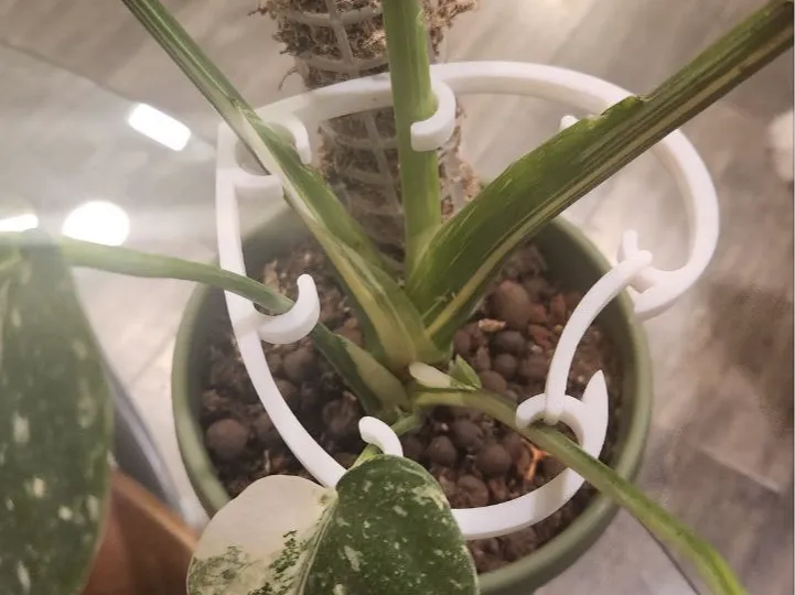 Monstera Leaf Stem Retainer