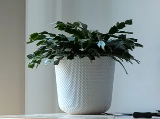 Outer Pot/Planter