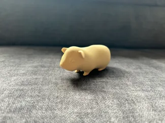 Cute guinea pig