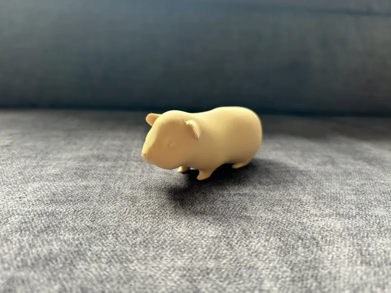 Cute guinea pig