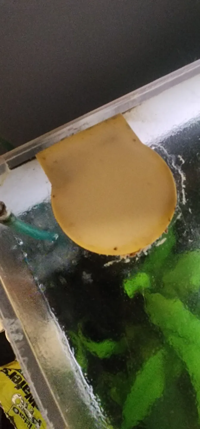 2018 sea clear aquarium (from petco) plug (tpu)