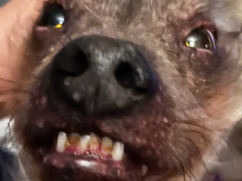 Monster Dog