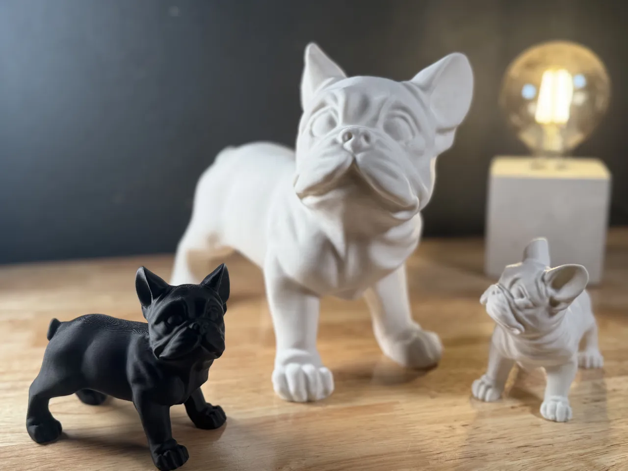 Französische Bulldogge / French Bulldog view 2