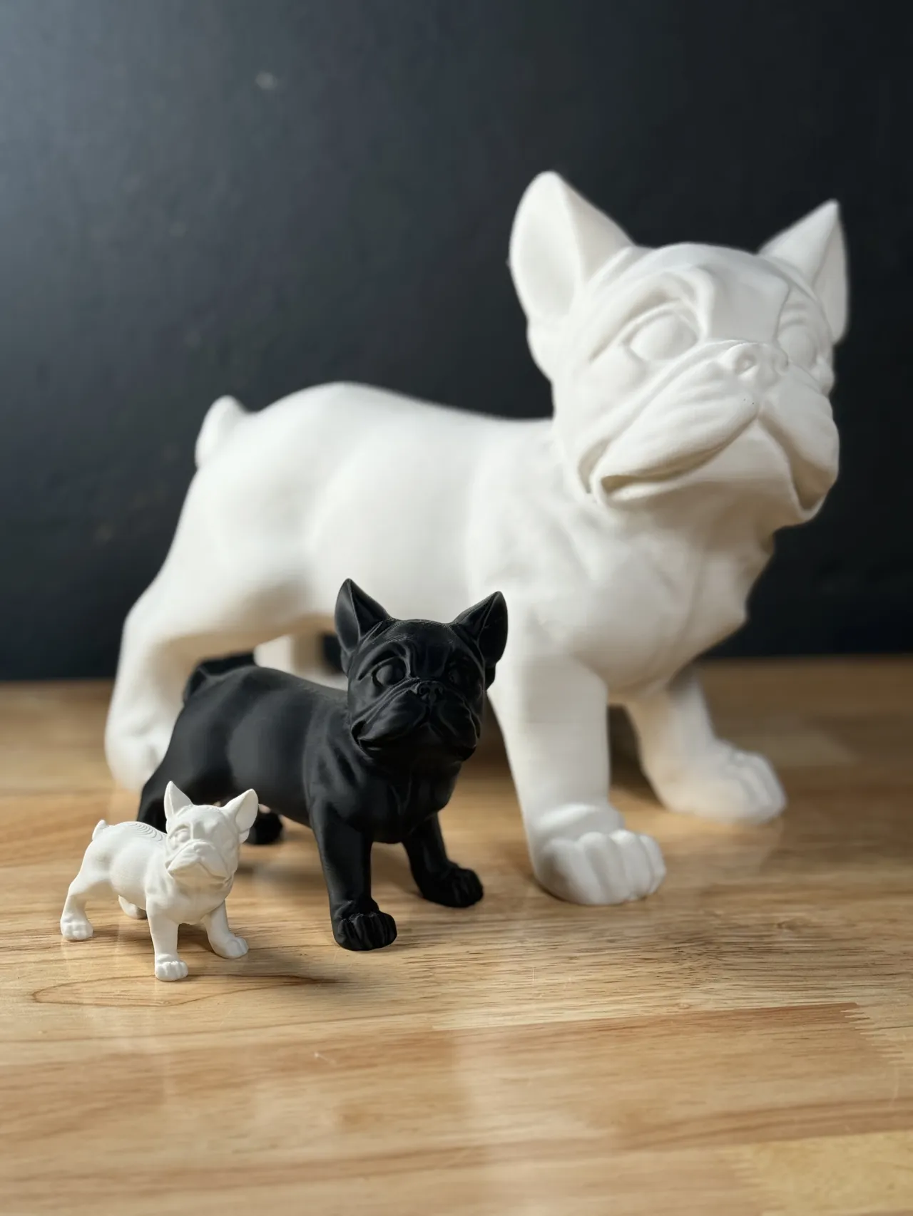 Französische Bulldogge / French Bulldog view 4