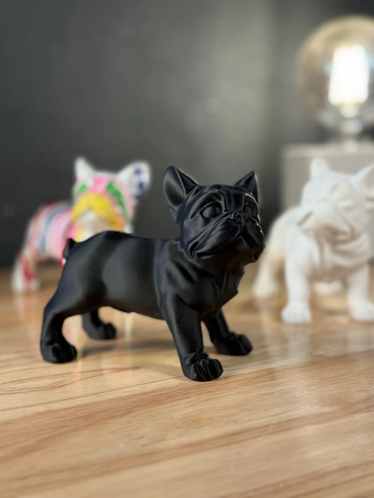 Französische Bulldogge / French Bulldog view 3