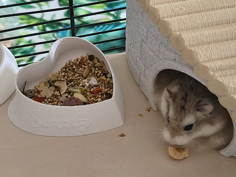 Sweety Heart - Hamster Bowl