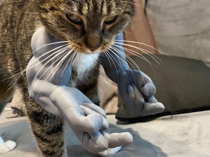 Muscular Cat Accessory – Scratcher & Headband