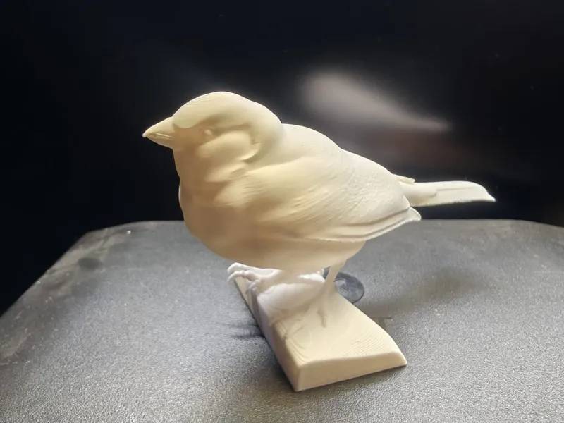 Series - 10 most popular polish birds - 01 Sparrow