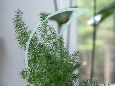 Crescent Moon Plant Trellis