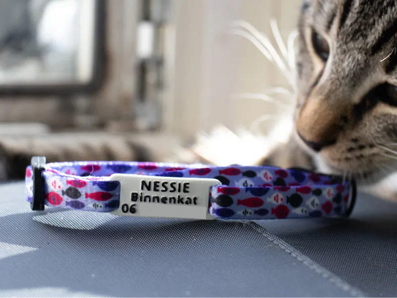 Customizable Cat ID Tag for 1 cm collar