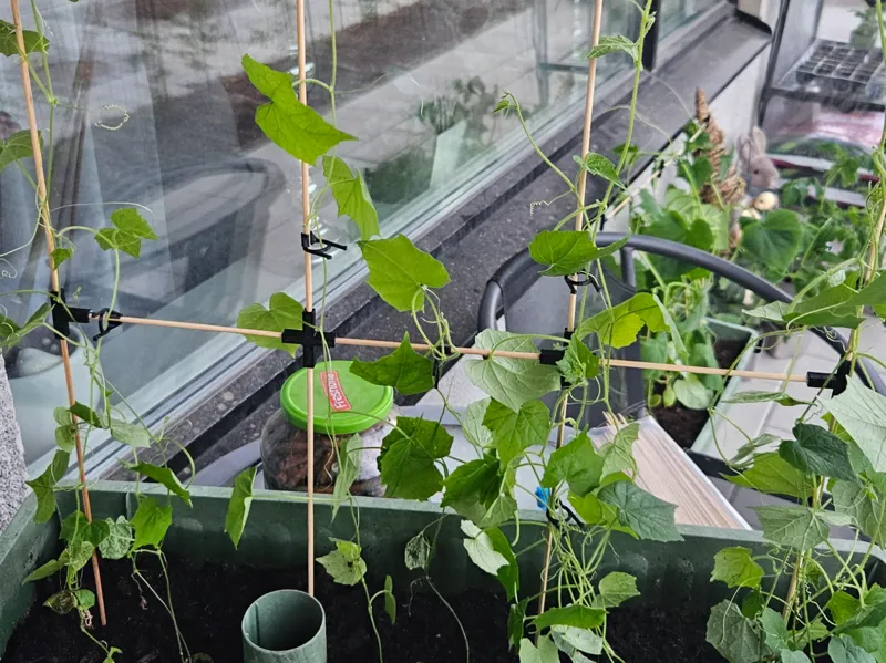 Plant support from BBQ skewers