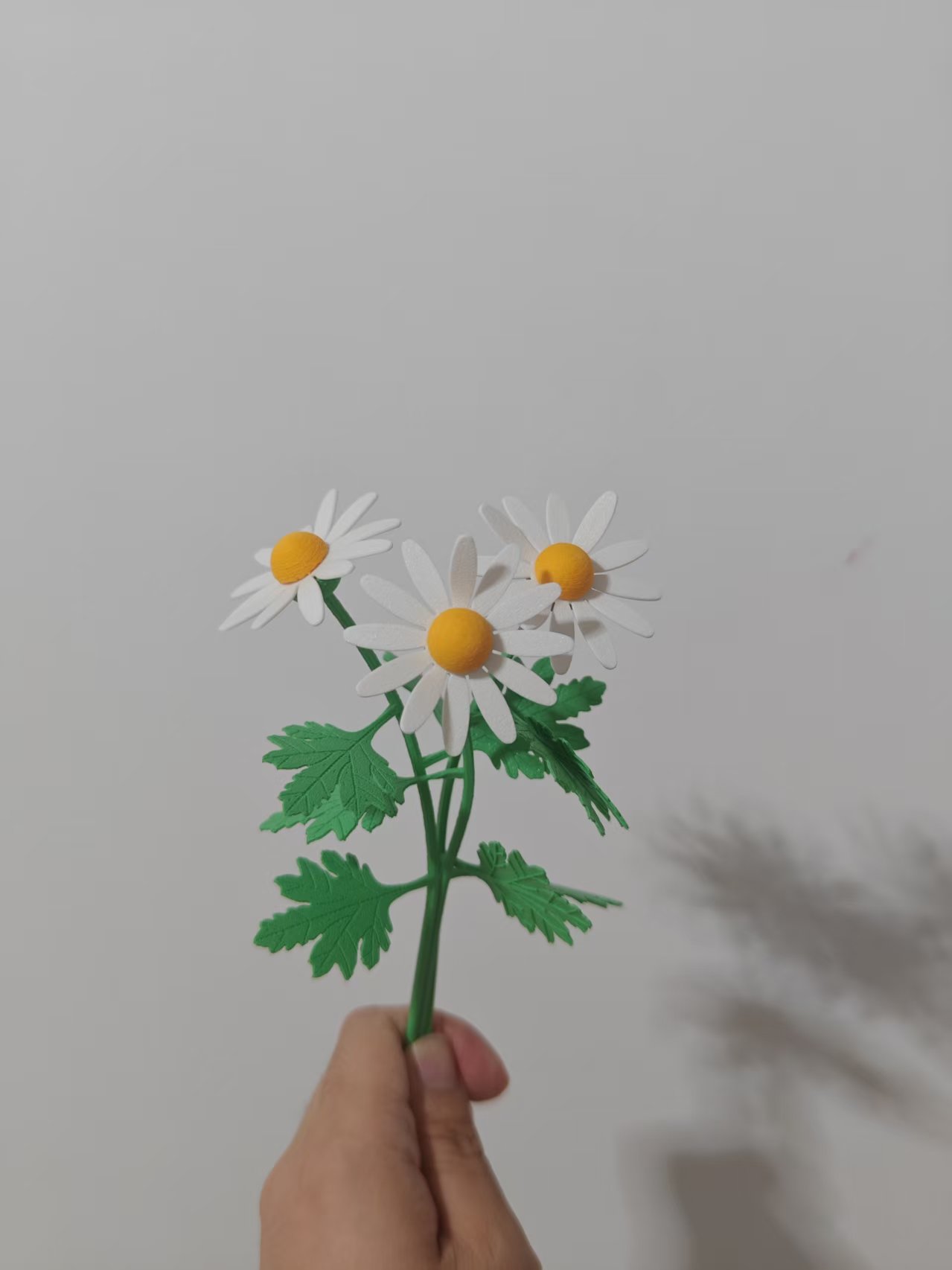 Miniatura 2 do modelo 3D 小雏菊