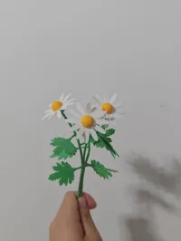 三朵菊花一次打印