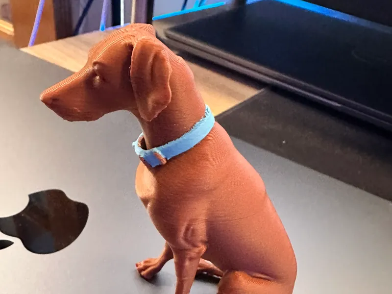 Vizsla pup Looking out Window