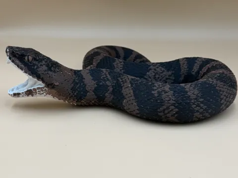 Letrero o emblema decorativo: Cottonmouth — Swamp Strike — referencia de MakerWorld