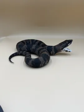 Letrero o emblema decorativo: Cottonmouth — Swamp Strike — vista de referencia 3
