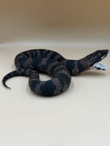 Letrero o emblema decorativo: Cottonmouth — Swamp Strike — vista de referencia 2
