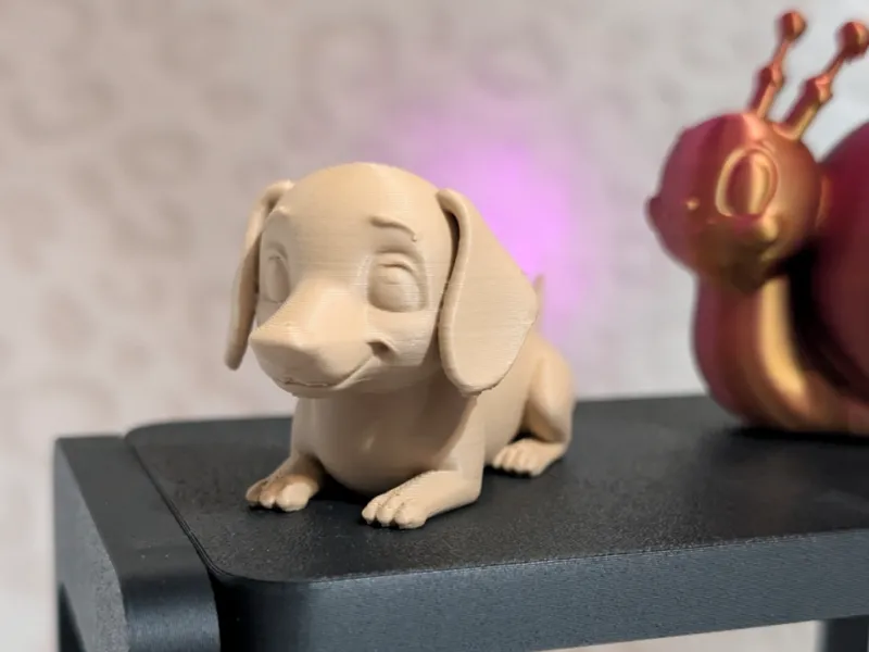 Little Dachshund